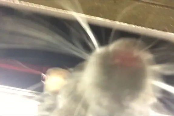 The famous Selfie Rat.